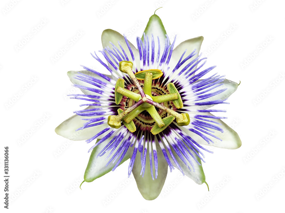 Obraz premium White, blue flower Passiflora caerulea isolated.