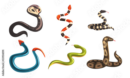 Collection of Snakes, Poisonous and Non Toxic Snake Creatures of Different Colors Vector Illustration photo