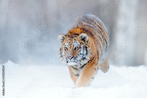 Tiger in wild winter nature, running in the snow. Siberian tiger, Panthera tigris altaica. Action wildlife scene with dangerous animal. Cold winter in taiga, Russia. Snowflakes with wild Amur cat.