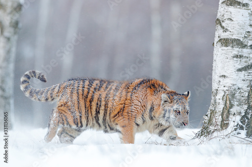 Tiger in wild winter nature, running in the snow. Siberian tiger, Panthera tigris altaica. Action wildlife scene with dangerous animal. Cold winter in taiga, Russia. Snowflakes with wild Amur cat. © ondrejprosicky