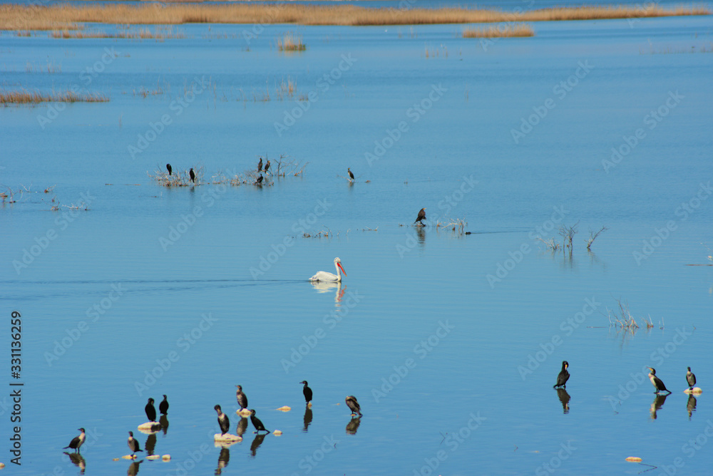 lake Karla , Greece , wild flora and fauna, in a protected ecological environment lake Karla , Greece , wild flora and fauna, in a protected ecological environment
