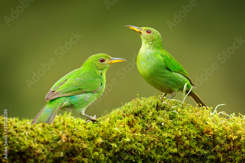 Green Honeycreeper, Chlorophanes spiza, exotic tropical malachite green and blue bird form Costa Rica. Close-up portrait of nice animal in habitat. Two bird in tropic.