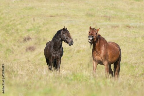 Two playful Kaimanawa wild horses yawning and showing the white teeth