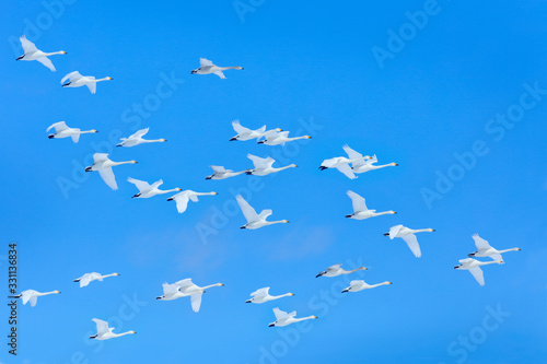 Winter flock flight, group of Whooper Swans, Hokkaido, Japan. Bird in blue sky fly, winter scene with snowflakes. Wildlife scene from wild nature. Cold winter.