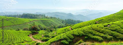 Panoramic view of the tea plantation in the hills of Munnar, some of the most elevated tea plantations in the world, Kerala, India