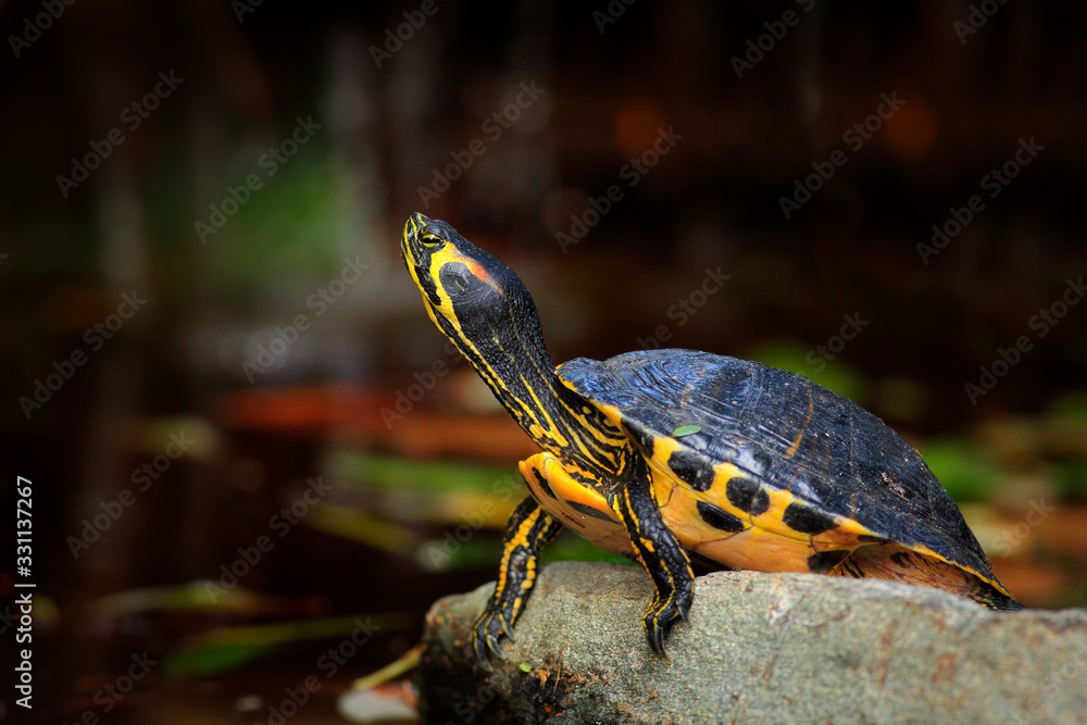 Turtle in the nature habitat, wildlife in Cuba. Cuban slider, Trachemys decussata, turtle in the nature habitat. Slider sitting on the stone near the water, Cuba, Caribbean Islands. Turtle in the nature habitat, wildlife in Cuba. Cuban slider, Trachemys decussata, turtle in the nature habitat. Slider sitting on the stone near the water, Cuba, Caribbean Islands.