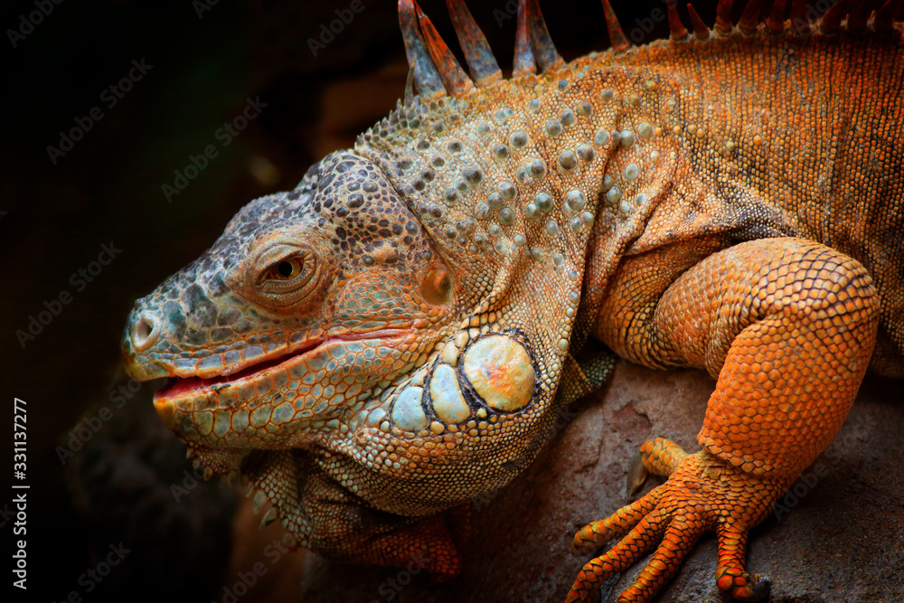 Fototapeta premium Wildlife nature, big lizard. Portrait of orange iguana in the dark green forest, Costa Rica. Wildlife scene from nature. Close-up face portrait of lizard from South America.