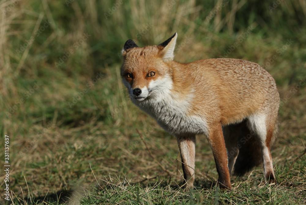 A magnificent hunting wild Red Fox, Vulpes vulpes, standing in a meadow.