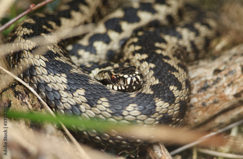 A beautiful Adder, Vipera berus, snake just out of Hibernation basking in the morning sunshine. A beautiful Adder, Vipera berus, snake just out of Hibernation basking in the morning sunshine.