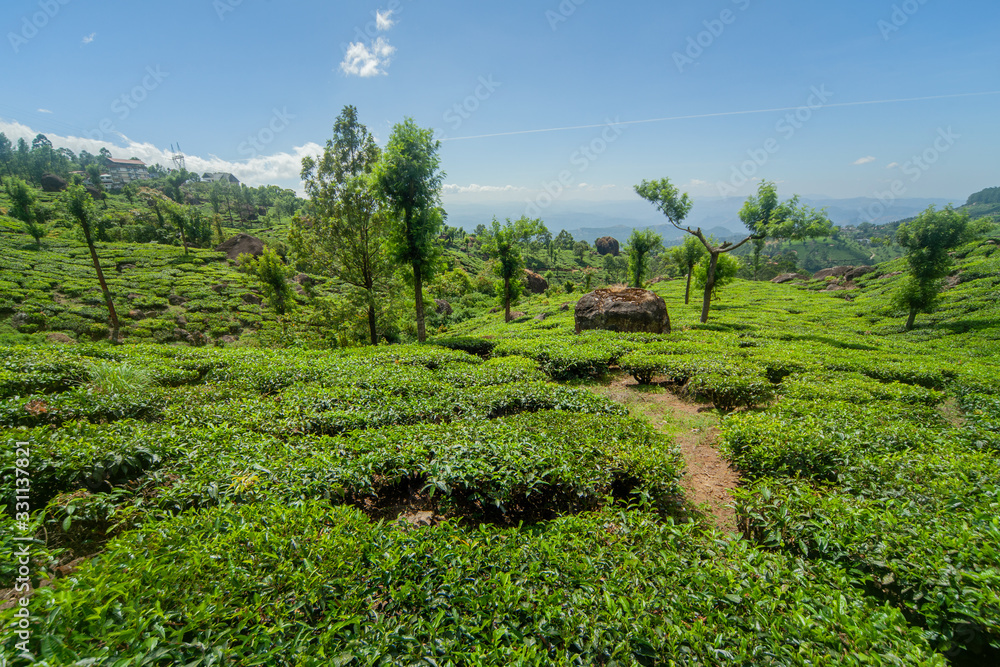 The tea plantation in the hills of Munnar, some of the most elevated tea plantations in the world, Kerala, India