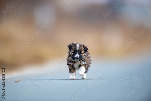 A puppy dog running on the street