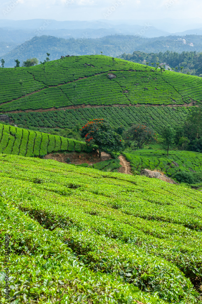 The tea plantation in the hills of Munnar, some of the most elevated tea plantations in the world, Kerala, India