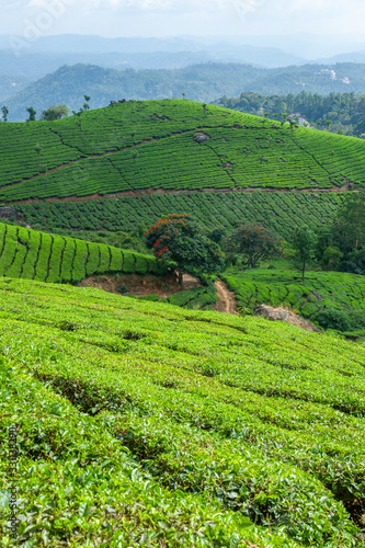 The tea plantation in the hills of Munnar, some of the most elevated tea plantations in the world, Kerala, India