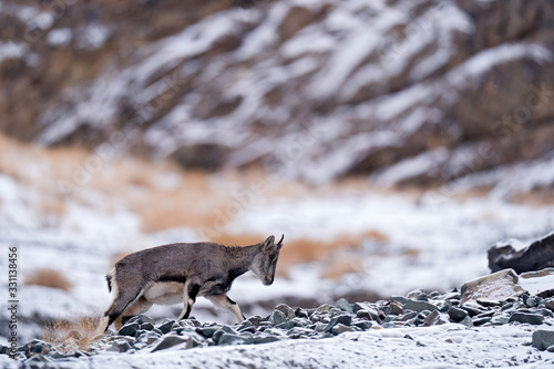 Bharal blue Sheep, Pseudois nayaur, in the rock with snow, Hemis NP, Ladakh, India in Asia. Bharal in nature snowy habitat. Face portrait with horns of wild sheep. Wildlife scene from Himalayas.