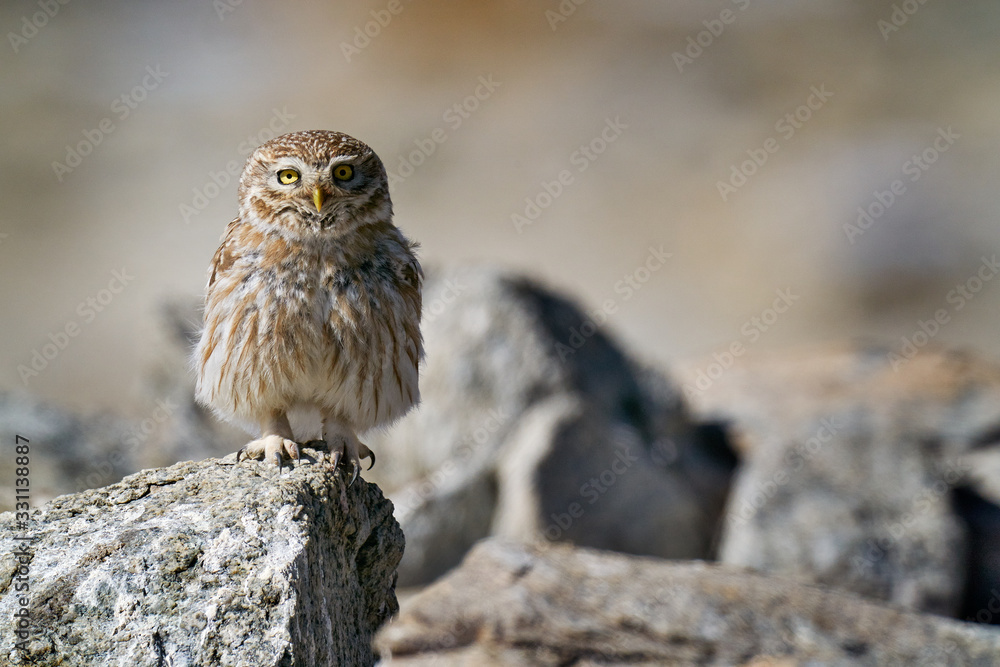 Little Owl, Athene noctua, high altitude sighting, 4620 m above the sea, Tso-Kar lake, Ladakh, Kashmir in India. Small owl in Asia, sitting on the stone. Bird with yellow eye. India wildlife. Little Owl, Athene noctua, high altitude sighting, 4620 m above the sea, Tso-Kar lake, Ladakh, Kashmir in India. Small owl in Asia, sitting on the stone. Bird with yellow eye. India wildlife.
