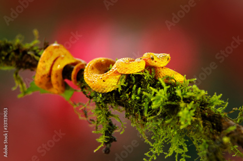 Eyelash Palm Pitviper, Bothriechis schlegeli, on red wild flower. Wildlife scene from tropic forest. Bloom with yellow snake in Central America. Wildlife. Bird with big bill. Rainy season in America. photo