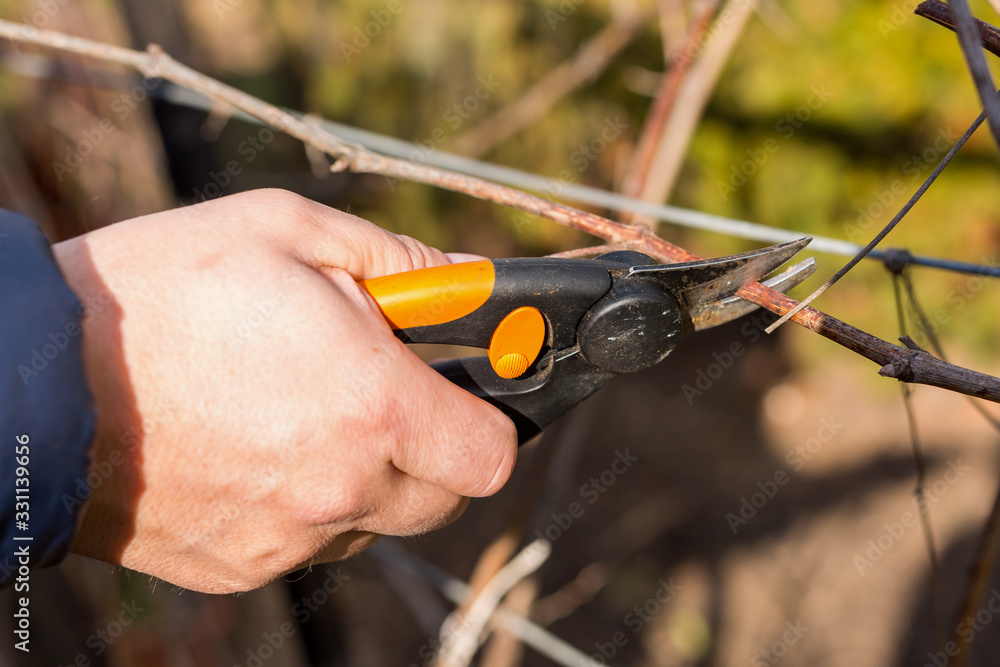 Spring cutting trees and grapes, gardener pruning a tree concept. Spring work in the garden and vineyard. Spring cutting trees and grapes, gardener pruning a tree concept. Spring work in the garden and vineyard.