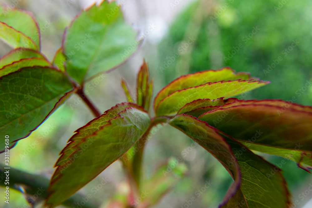 young roses, rosa leaves in spring young roses, rosa leaves in spring