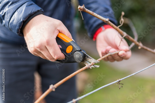 Spring cutting trees and grapes, gardener pruning a tree concept. Spring work in the garden and vineyard.