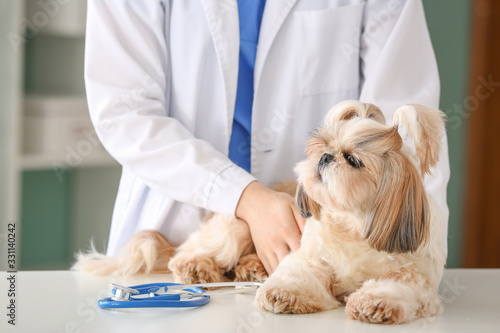 Fototapeta Naklejka Na Ścianę i Meble -  Veterinarian examining cute dog in clinic