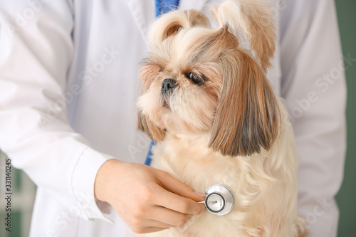 Veterinarian examining cute dog in clinic