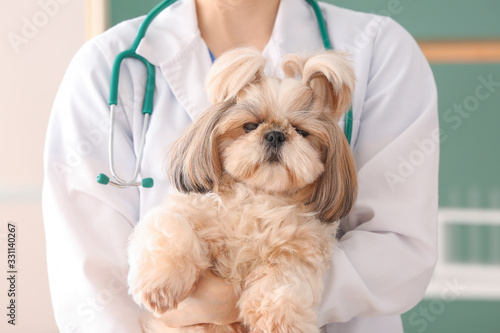 Veterinarian with cute dog in clinic