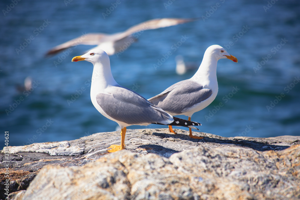Two white seagull portrait against sea shore
