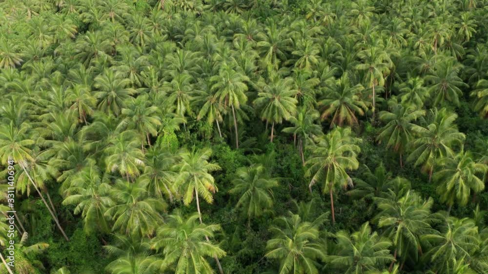 Scenic Top View Of Lush Green Coconut Trees In A Tropical Paradise Island In Fiji - Aerial Shot Scenic Top View Of Lush Green Coconut Trees In A Tropical Paradise Island In Fiji - Aerial Shot
