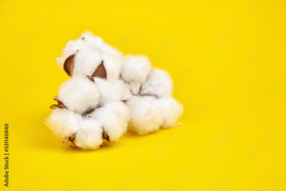 Cotton plant, white cotton flowers on yellow background