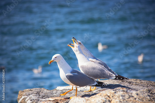 Fototapeta Naklejka Na Ścianę i Meble -  Close up view of white three seagulls sitting on a beach