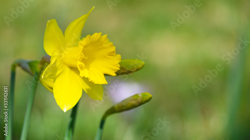 Spring easter flower background - Yellow blooming Easter bell daffodil (Narcissus) on green meadow, with space for text