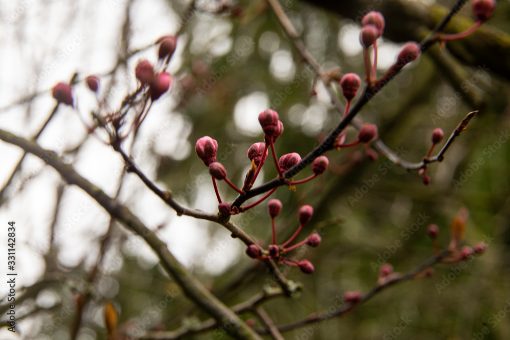 fruit tree bud in spring fruit tree bud in spring
