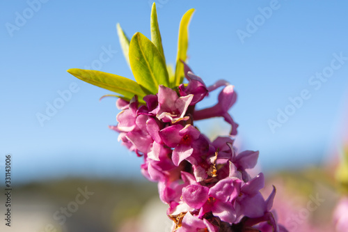 Daphne mezereum photo