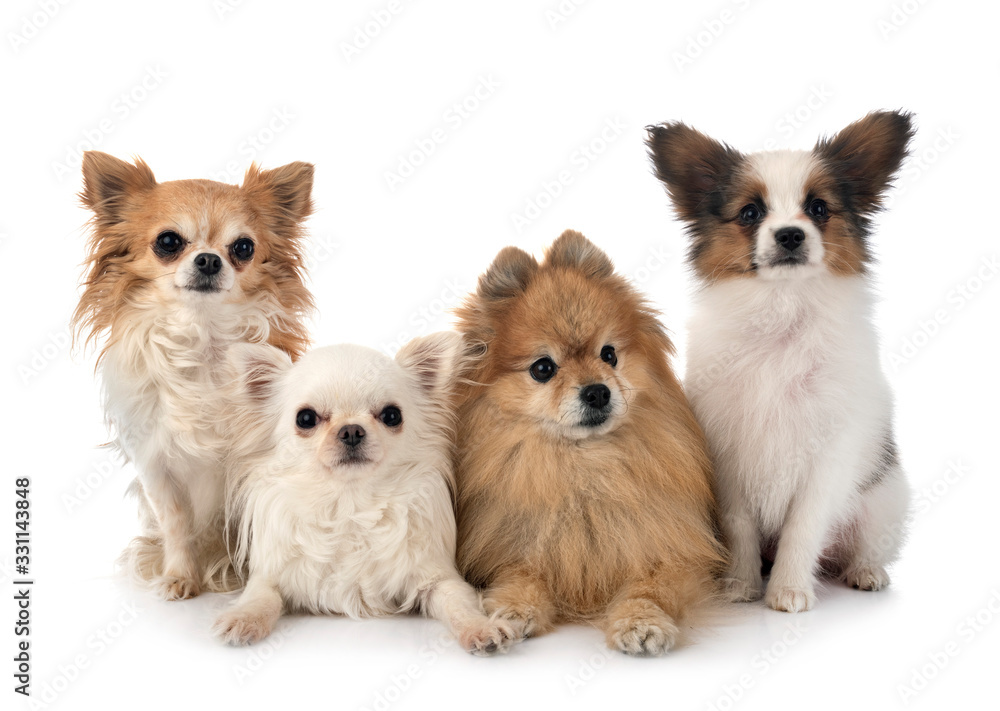 Obraz premium little dogs in studio