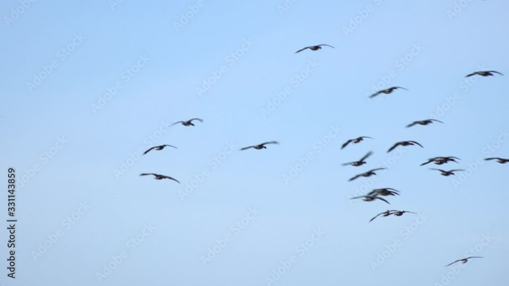 Geese flying in formation during migration England UK 4K Geese flying in formation during migration England UK 4K