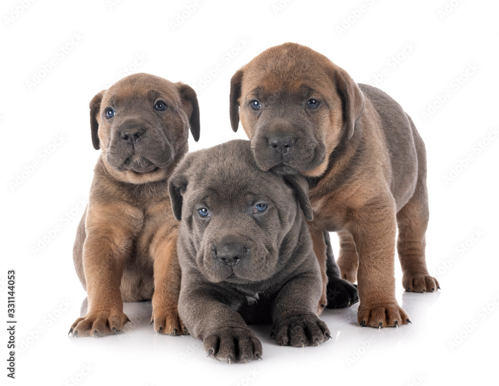 Obraz premium puppies cane corso