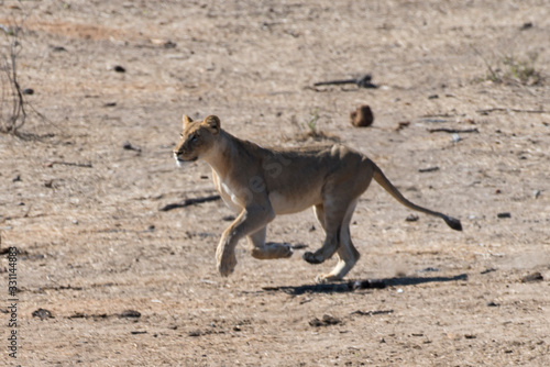 lion, femelle, lionne, Panthera leo, Afrique