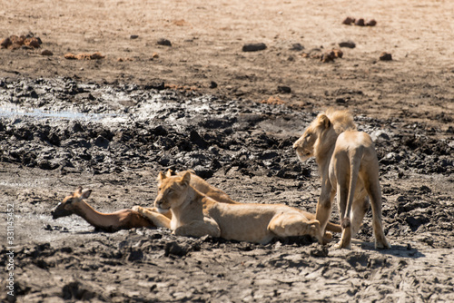 lion  femelle  lionne  male  Panthera leo  Afrique