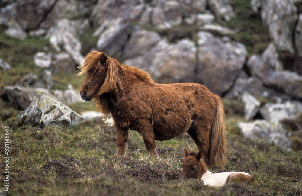 Poney, race Shetland, Equus caballus, Iles Shetland, Grande Bretagne Poney, race Shetland, Equus caballus, Iles Shetland, Grande Bretagne