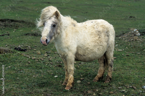Poney  race Shetland  Equus caballus  Iles Shetland  Grande Bretagne