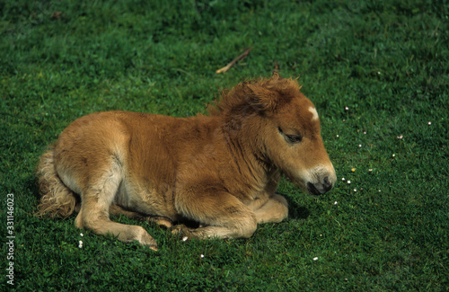 Poney, race Shetland, Equus caballus, Iles Shetland, Grande Bretagne