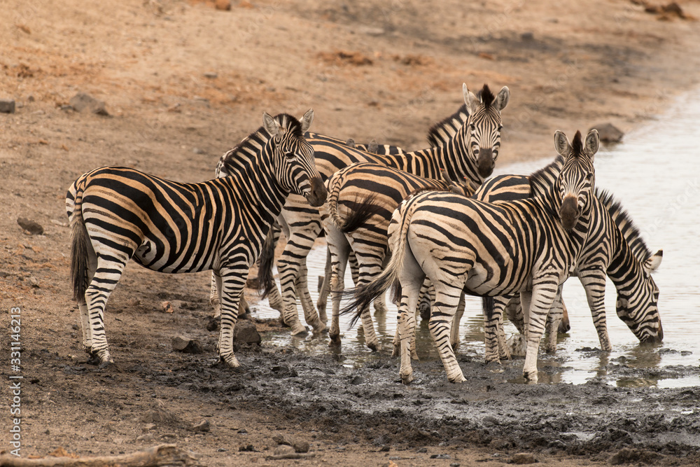 Zèbre de Burchell, Equus quagga, Parc national Kruger, Afrique du Sud Zèbre de Burchell, Equus quagga, Parc national Kruger, Afrique du Sud