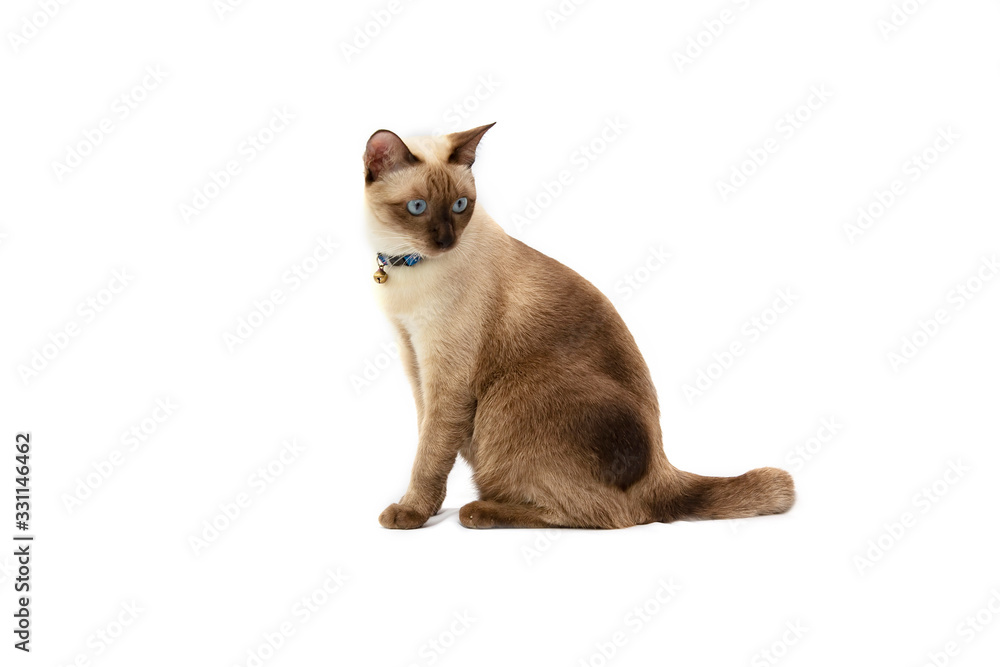 Portrait of the Siamese cat  are sitting on white background. Portrait of thai cat with blue eyes is sitting on white background.