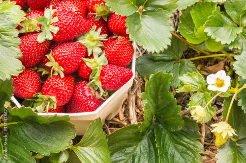 carton punnet full of ripe strawberries with strawberry plant in organic garden