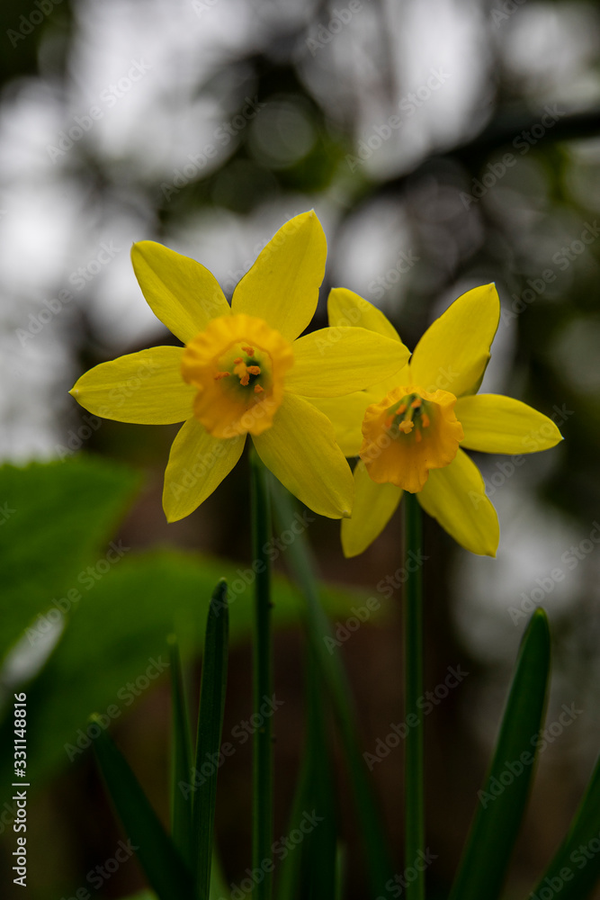 young daffodil, narcissus, narzisse in spring young daffodil, narcissus, narzisse in spring