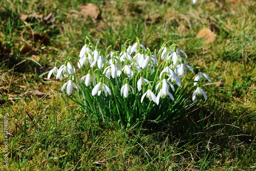 Schneeglöckchen