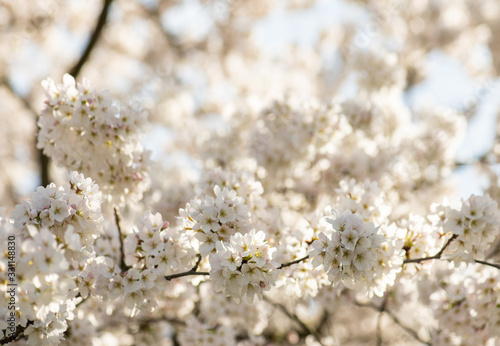 Frühlingsblüte der Yoshino Kirsche, Blüttengruppen weiß rosa , spektakuläte Blütenöffnung in der Frühlingssonne