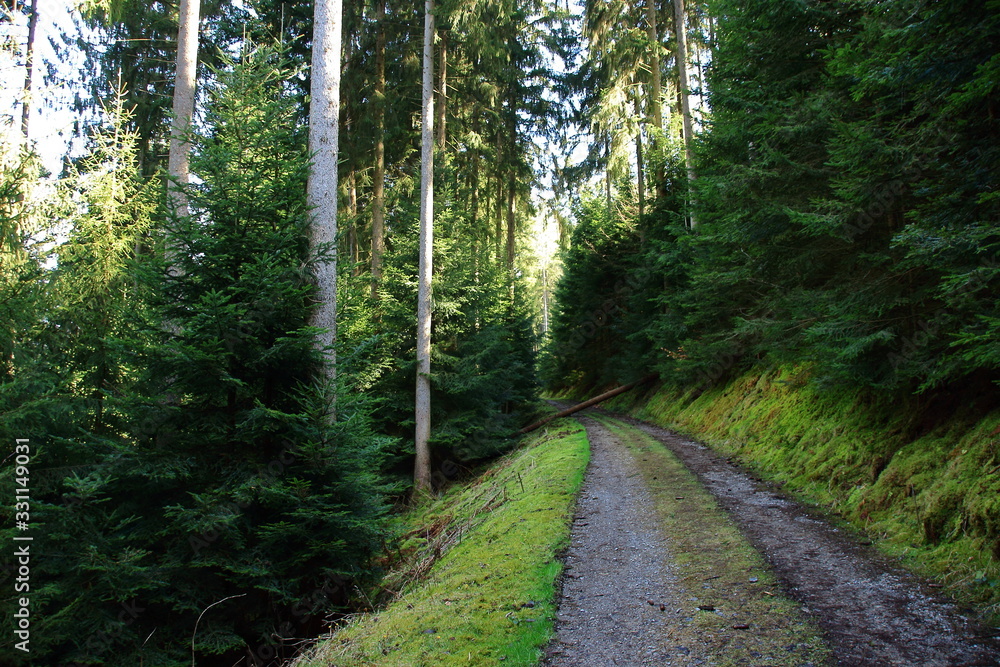 Fototapeta premium Sturmschäden im Schwarzwald 2020