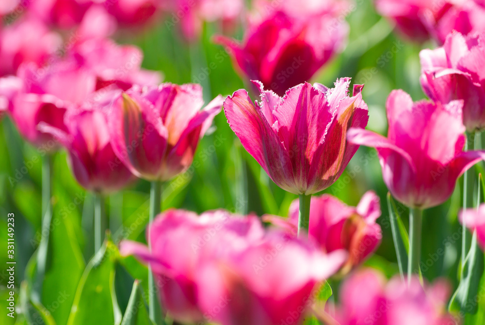 Delicate pink tulips b Delicate pink tulips b