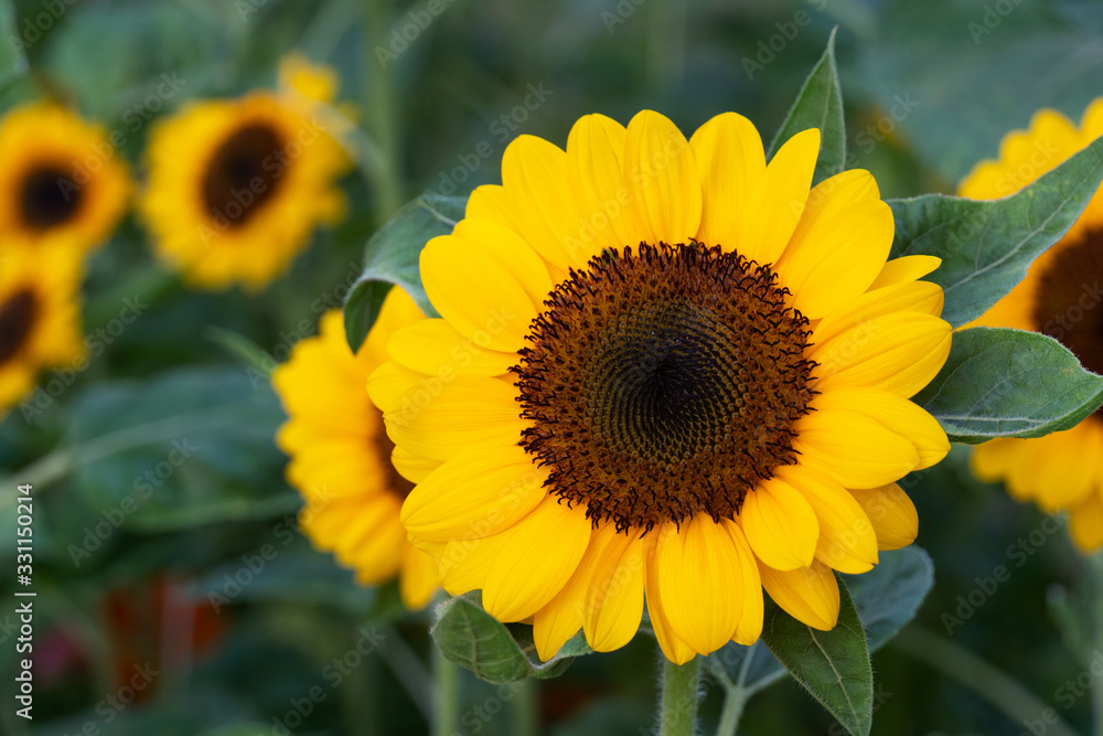 yellow sunflower in summer nature field background yellow sunflower in summer nature field background
